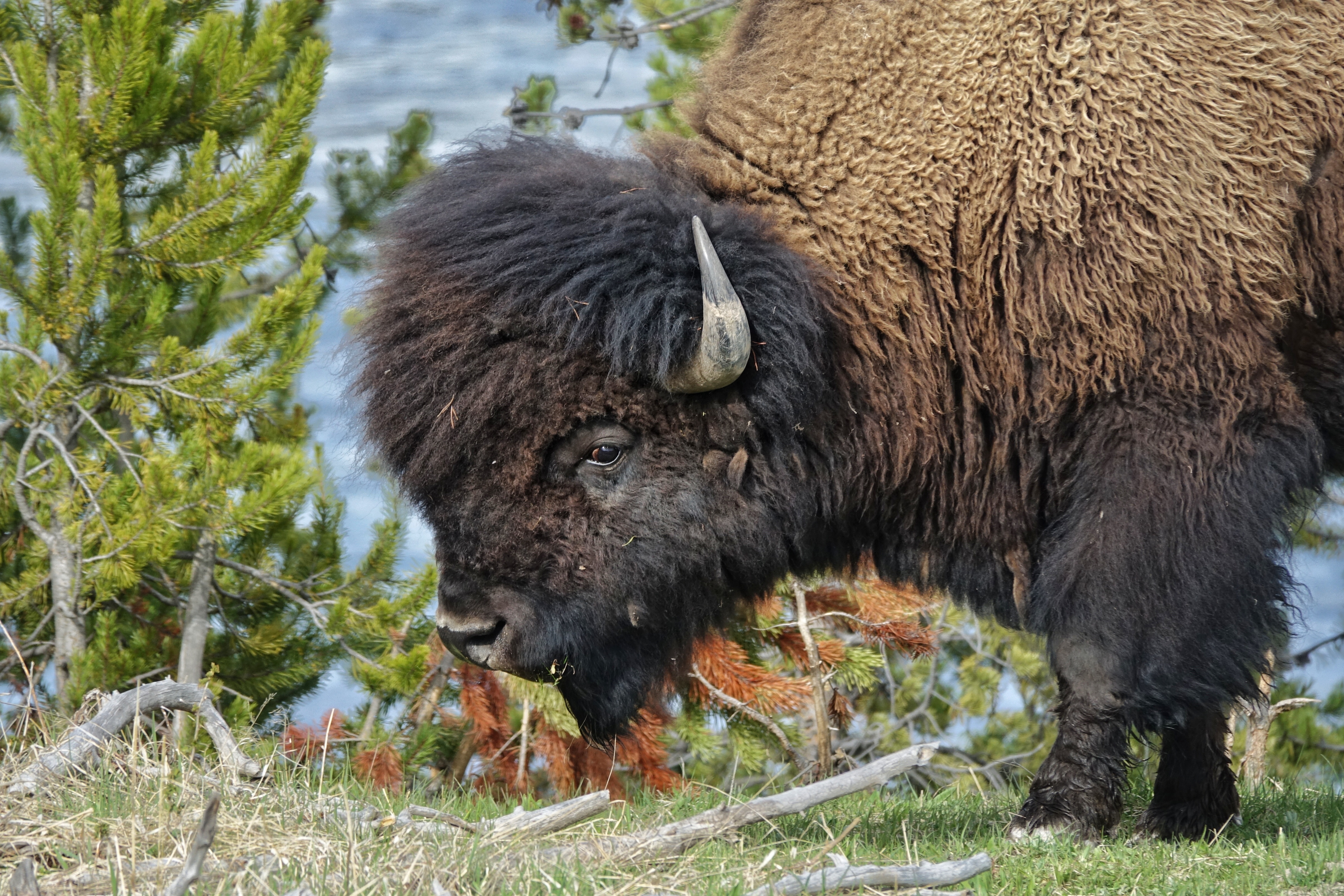 Bisons près du Grand Lac Salé